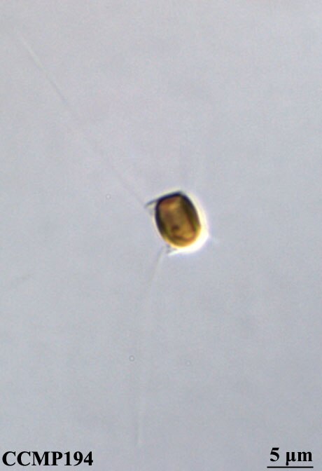 CCMP194 | NCMA at Bigelow Laboratory